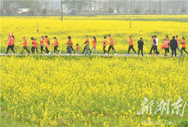韶山邀您来踏春|4.2万亩油菜花竞相怒放