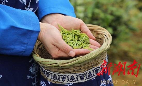 三月白茶遍地香——瀘溪縣首屆白茶採摘節開園