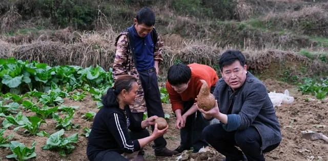 伏口镇：“屋场会”上红薯种植培训架起“连心桥”