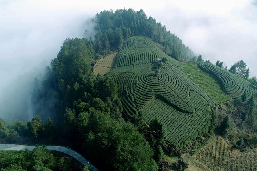 吕洞山：“黄金茶谷”焕发新活力