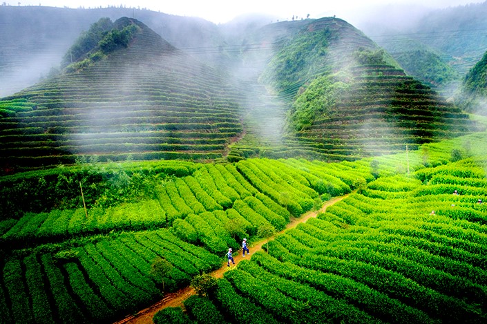 古楼乡：茶旅融合助推乡村振兴