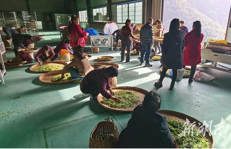 甘泉山茶业的茶农们正在加工鲜叶,制作“桃江竹叶”绿茶。 胡卫红 摄 甘泉山茶业的茶农们正在加工鲜叶,制作“桃江竹叶”绿茶。 胡卫红 摄