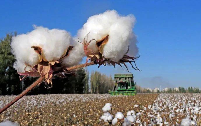 是时候普及一下新疆棉花的历史了