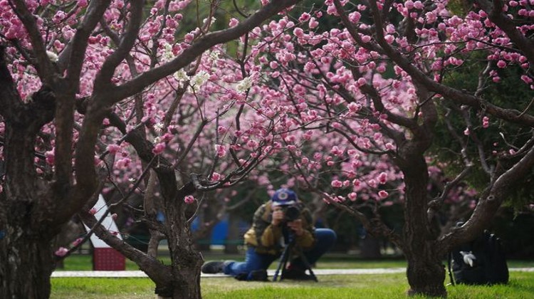 倾听花开，北京中山公园梅花绽放，一组美图来袭！