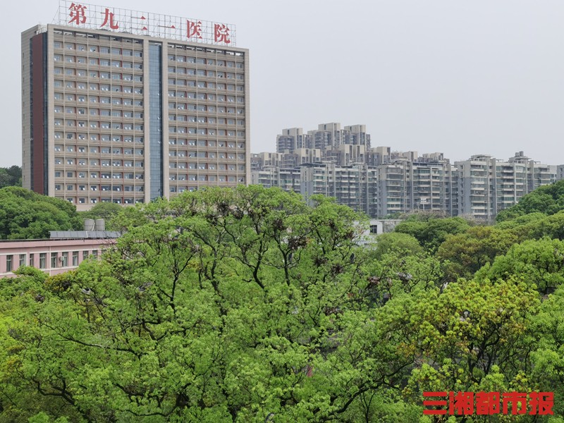 驚奇長沙這家部隊醫院的樹上長滿鷺鳥