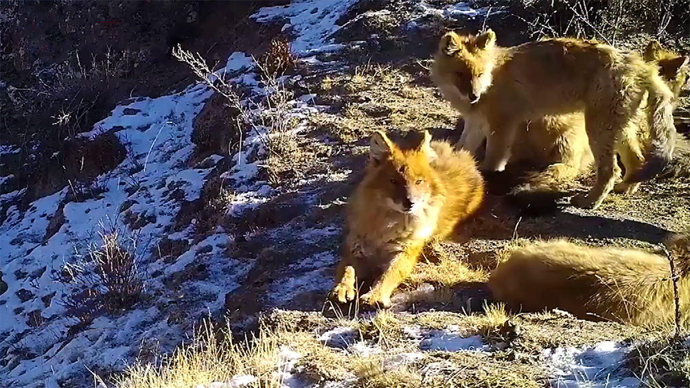 甘肃酒泉现濒危豺群