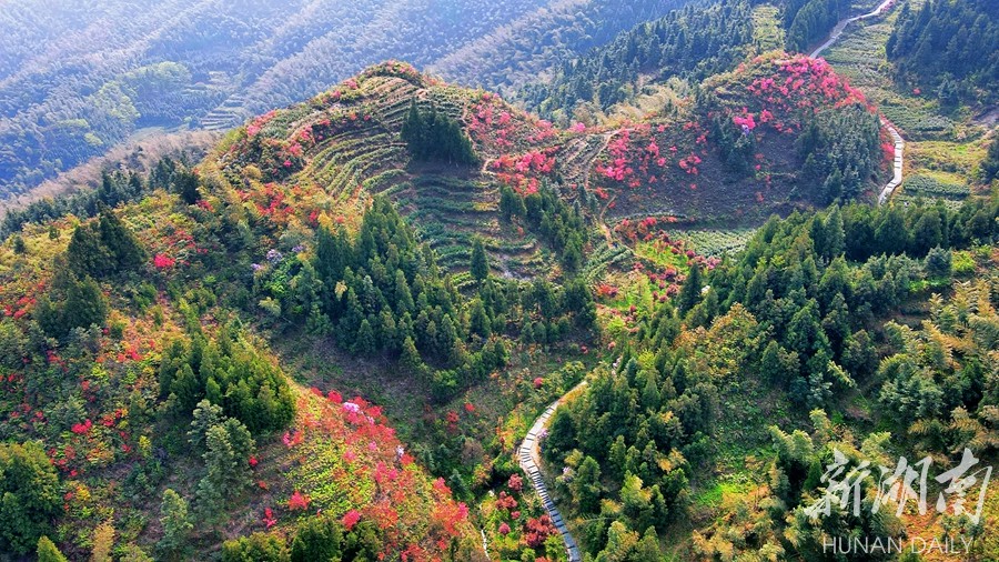 4月6日,常宁市天堂山国家森林公园漫山遍岭的高山野生杜鹃竞相绽放,姹