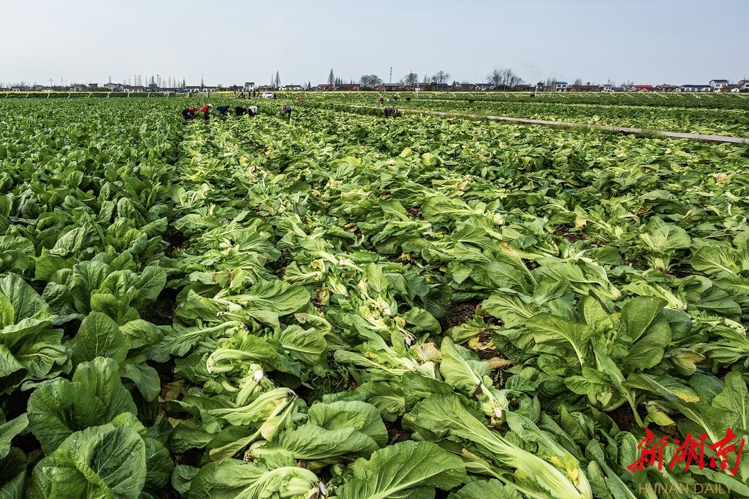 华容金融服务新模式助力打造芥菜产业链