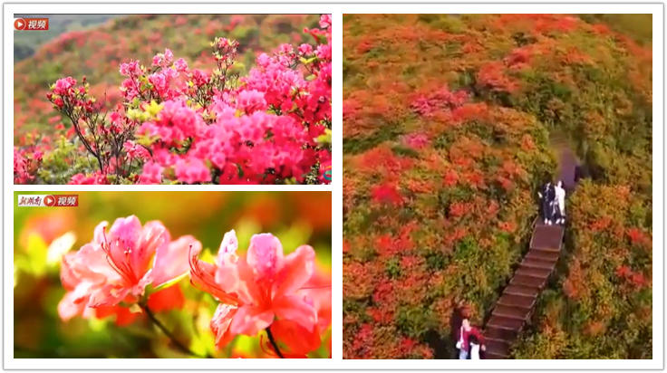 岭上开遍映山红，置身花海唱红歌 大围山杜鹃花节4月20日至5月20日举行
