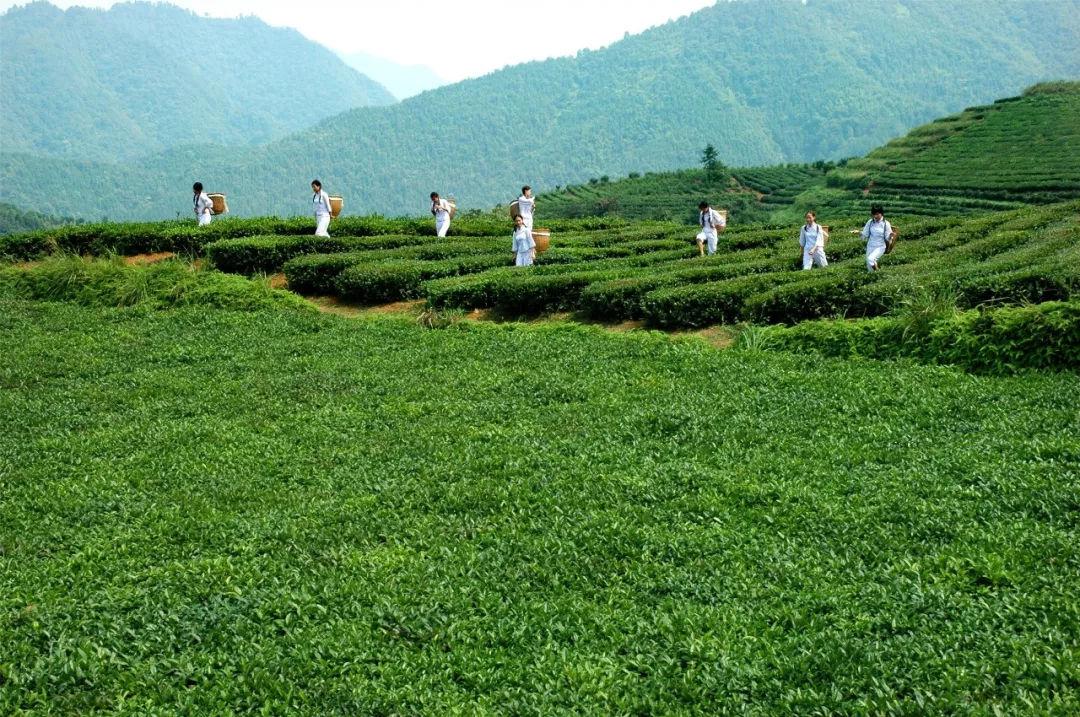 67.83亿元！“潇湘”茶品牌名列2021中国茶叶区域公用品牌价值评估第四