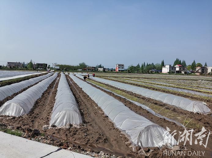 南县浪拔湖镇红星村双季稻千亩示范基地,工人将育秧田上的薄膜揭开