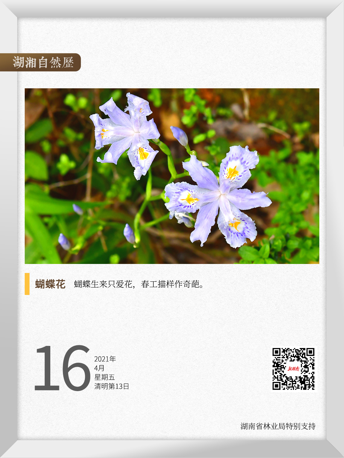 湖湘自然历丨30秒 等一朵花开 四月风吹 蝴蝶花 华声在线
