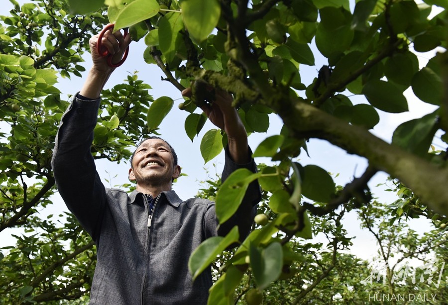 谷雨时节,当地果农抢抓农时对梨树进行春管,提高果实品质.