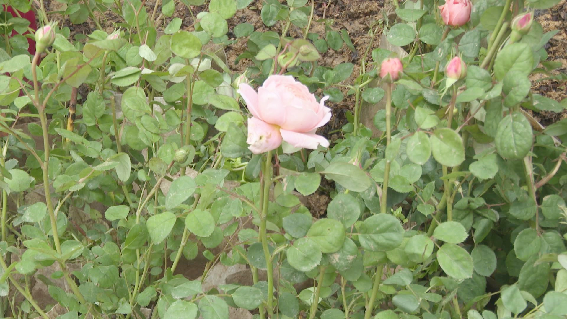 @你丨“月季花海”來了！冷水江市園林綠化服務(wù)中心扮靚銻都