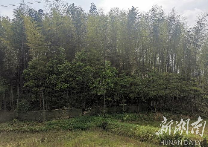 赫山区泥江口镇竹林资源丰富，有竹林8万余亩