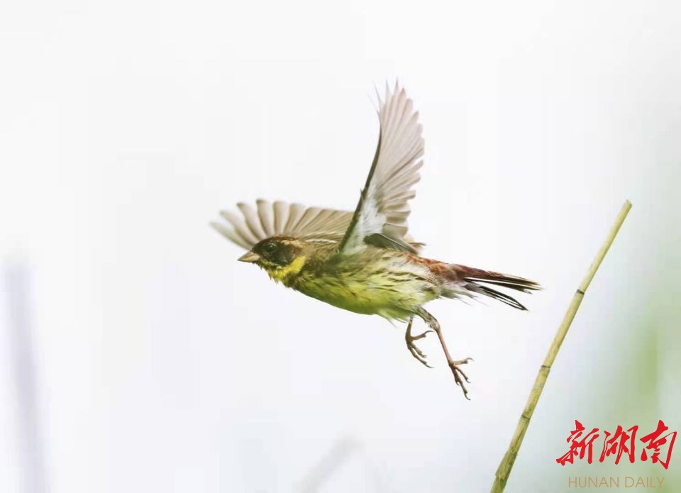 国家一级保护鸟类黄胸鹀重现南洞庭湖