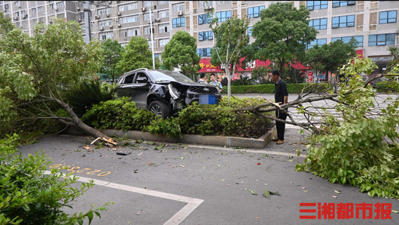 前方有人实习期司机油门当刹车冲上绿化带撞断两棵树
