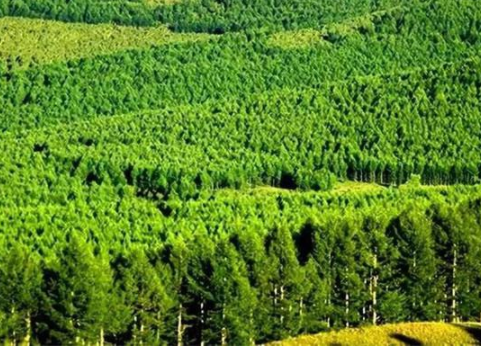 获得国家林改资金支持，计划两年造林及修复更新17.43万亩——长沙探索国土绿化新模式