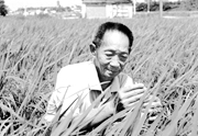“雜交水稻之父”走了，留給我們無盡的思念