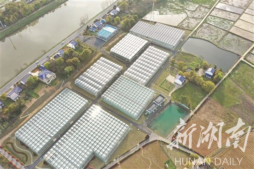 赫山区泉交河镇智慧农业第一村。倪昊芝 摄 赫山区泉交河镇智慧农业第一村。倪昊芝 摄
