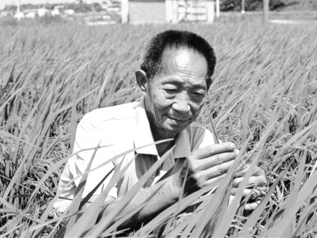 新华述评丨禾下乘凉梦 一梦逐一生——怀念袁隆平