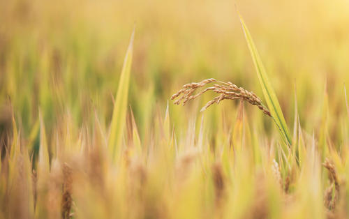 诗歌丨一粒稻种还将远行