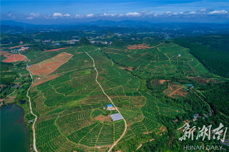 中国有几大脐橙基地(中国三大脐橙基地)