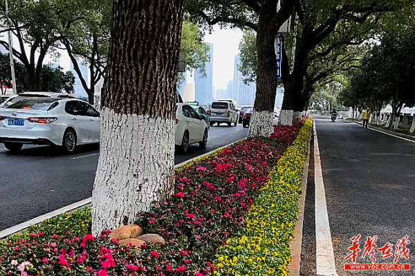 长沙市城区“五纵五横”道路空间品质提升工作正稳步推进