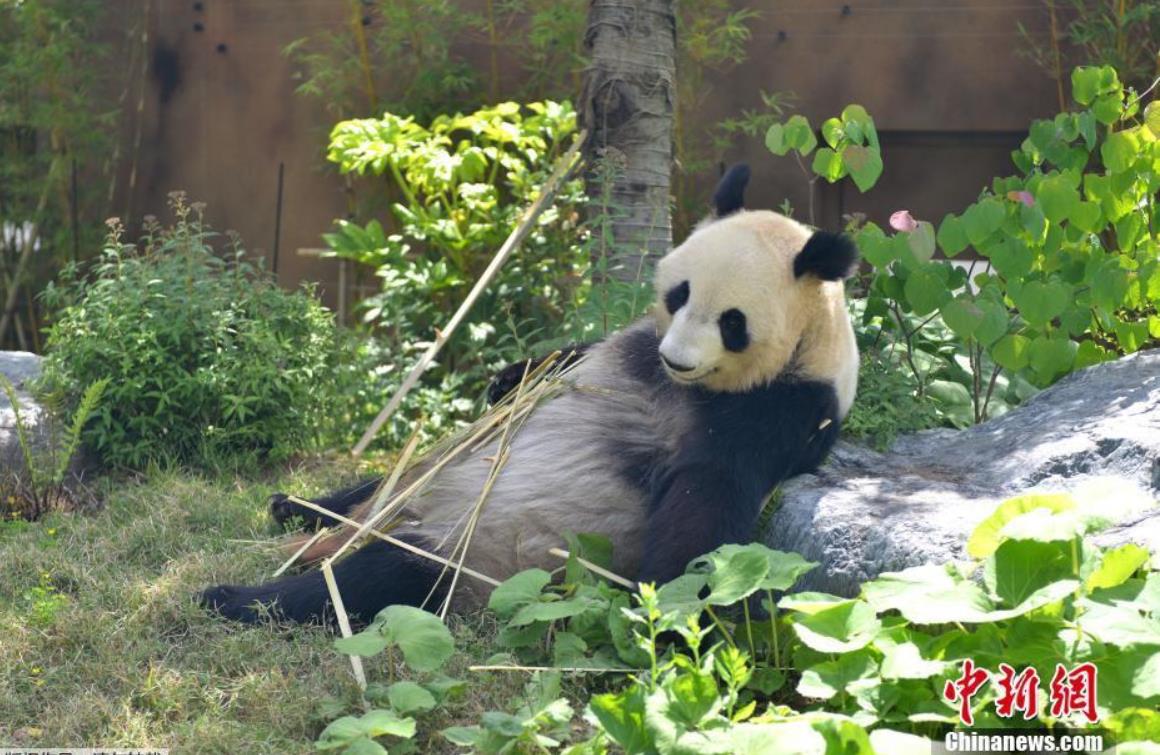 東京動物園協會公佈大熊貓