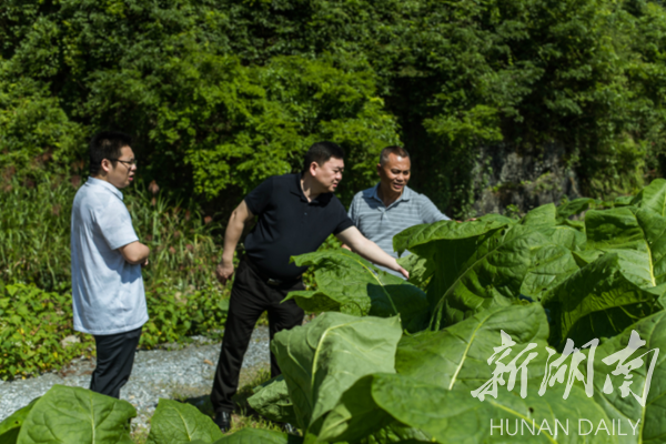 双牌：廖卫平到阳明山、麻江指导雪茄烟引种试种工作