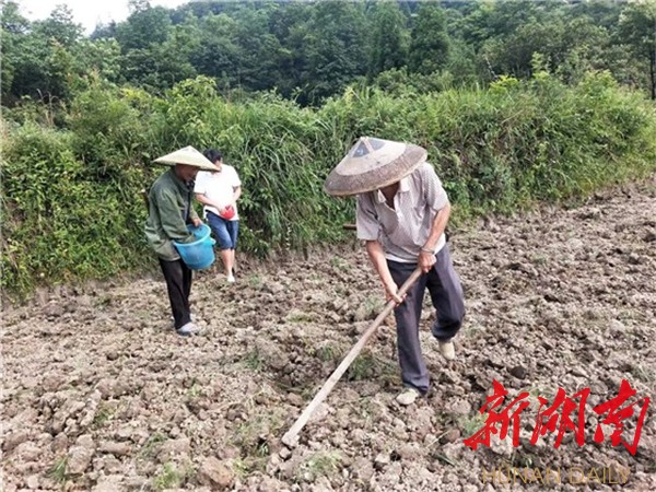 红苹果的欲望