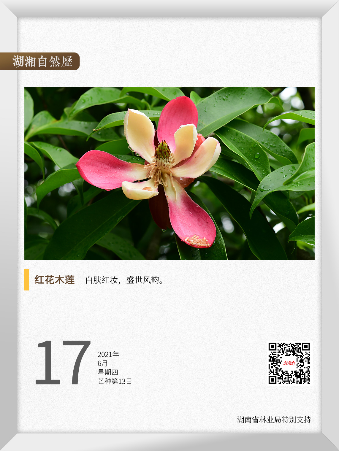 湖湘自然历丨夏花灿烂 一抹绯红染白瓷 湖湘自然 新湖南