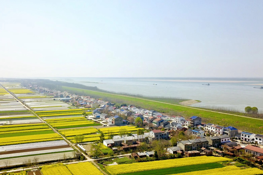 江南镇：绿色经济打造“最美长江岸线”