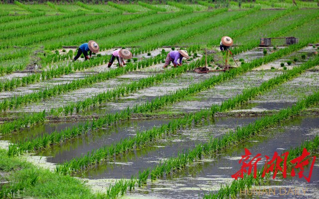 图片新闻|杂交水稻制种栽秧忙
