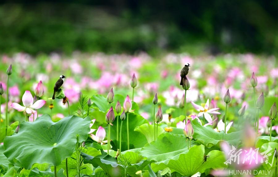 6月27日,江永縣夏層鋪鎮高家村荷塘荷花次第盛開,吸引小鳥歡聚一