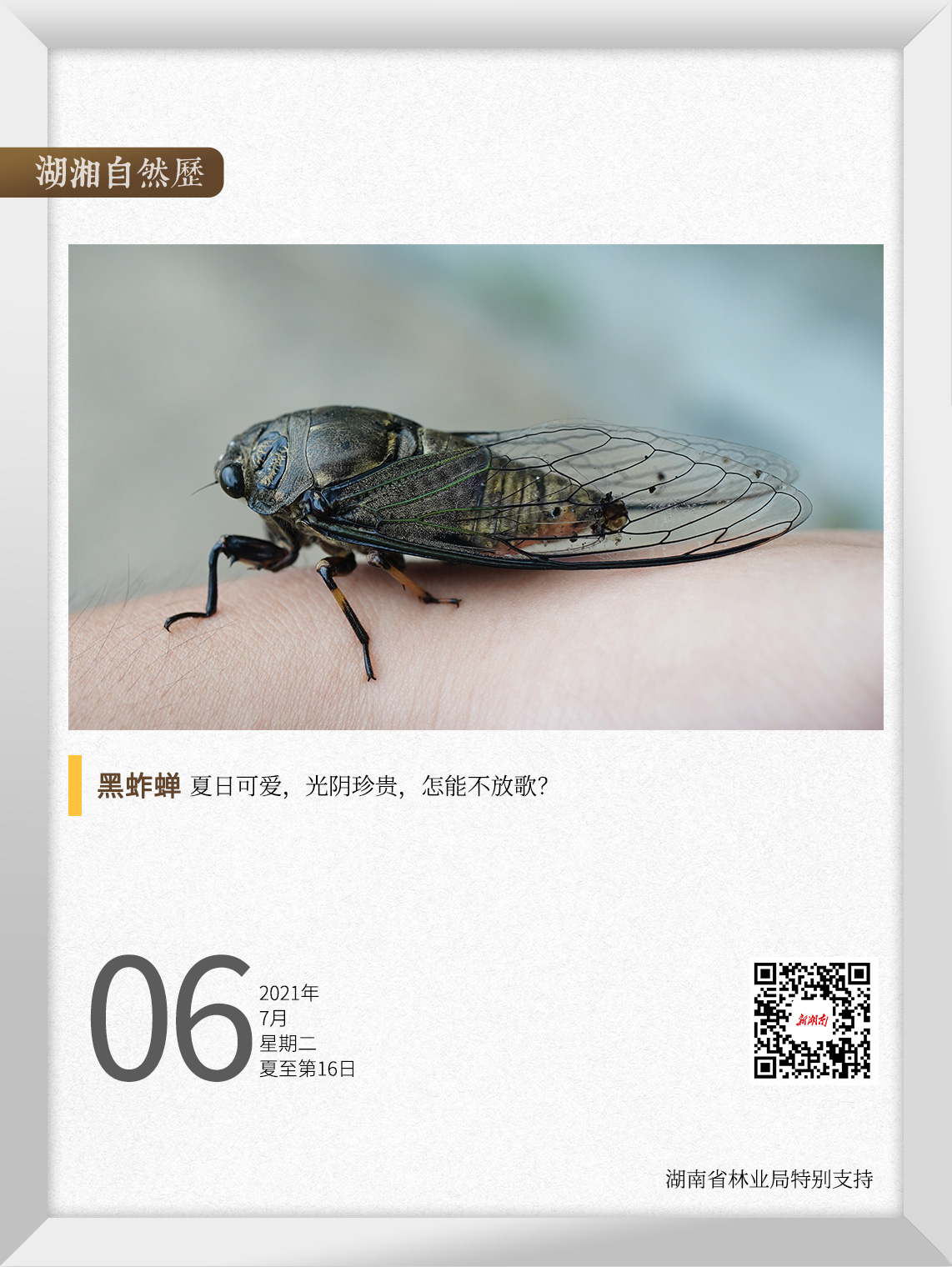 湖湘自然历丨夏日昆虫记①窗外的那一只蝉，让你想起了某个夏天 新湖南www.hunanabc.com