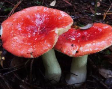 云南发布预防野生菌中毒预警，这些菌坚决不采不食