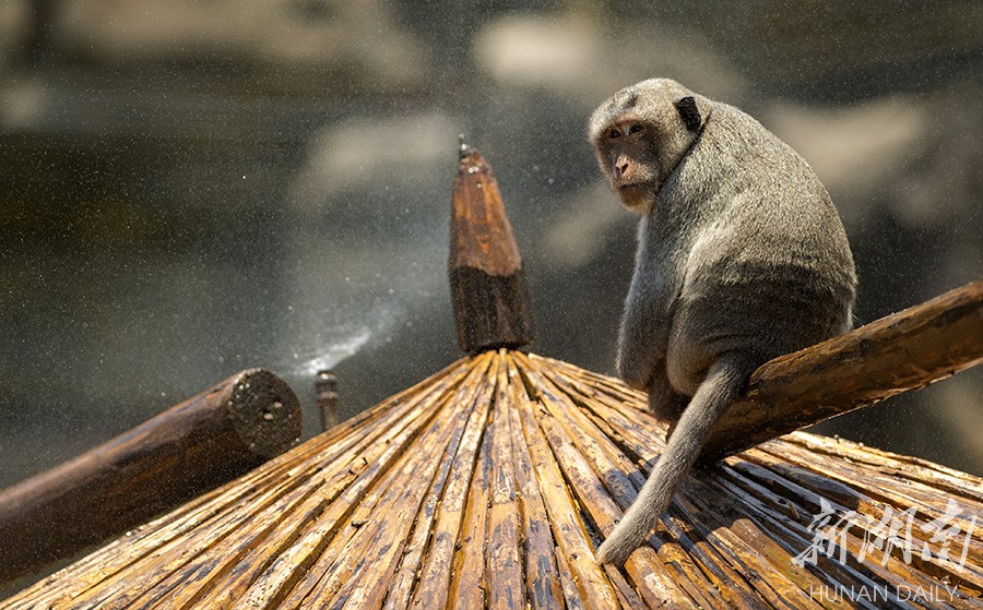 舒服 洗淋浴吃西瓜动物们轻松度夏 外围足球 外围足球哪个网站靠谱