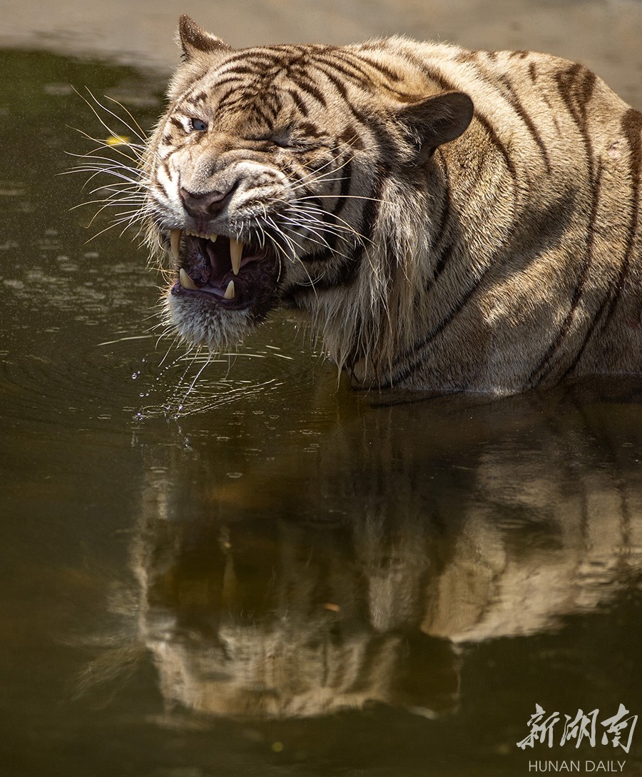 舒服 洗淋浴吃西瓜动物们轻松度夏 外围足球 外围足球哪个网站靠谱