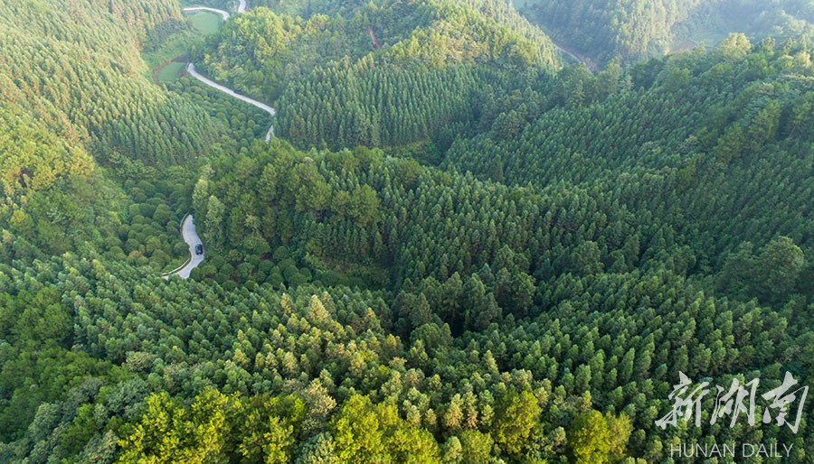 人工林绿山路美 - 资讯 - 新湖南