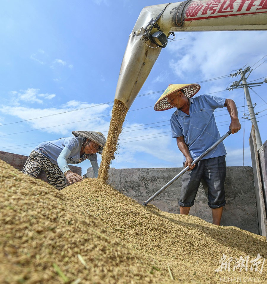 秋收时节收稻忙