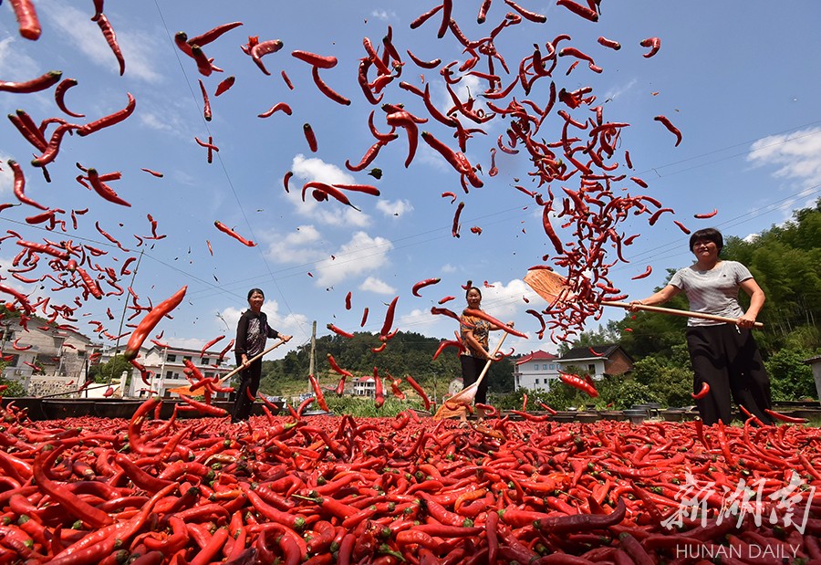 8月19日,双峰县永丰街道风江村,村民在晾晒辣椒.