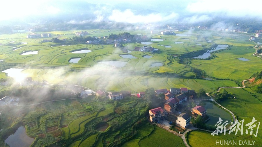 8月19日,双峰县井字镇花山村,中稻陆续进入成熟期,稻田被秋色染黄