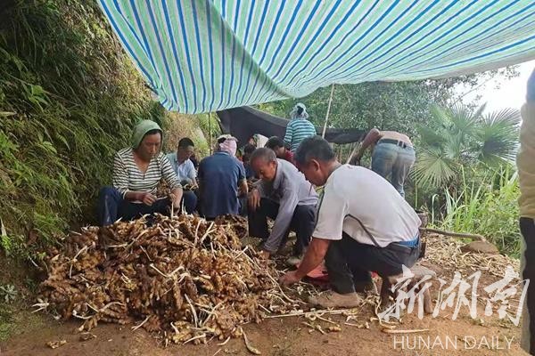 双牌：小小生姜窖，蕴藏大财富