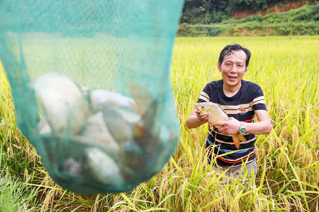 图片新闻丨稻花香、鱼儿肥！洪江区秋天的美味——稻花鱼，迎来收获季