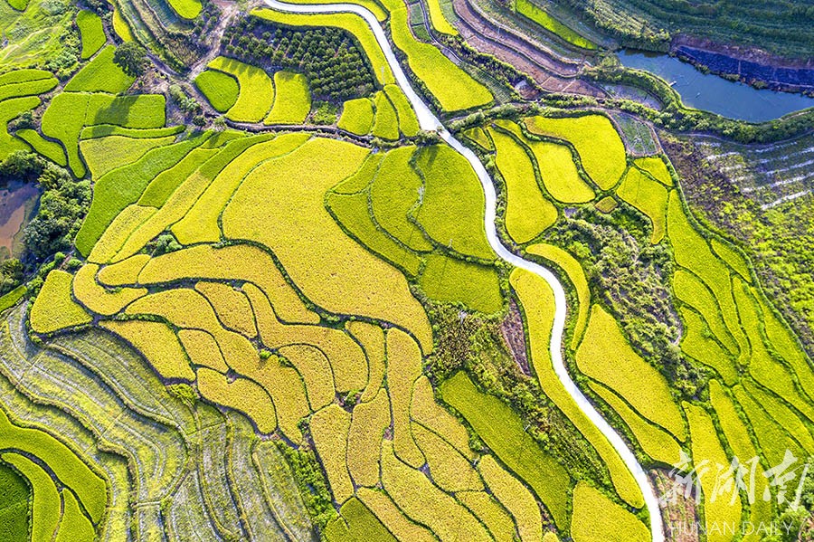 "丘陵地"变"丰收田"-新湖南