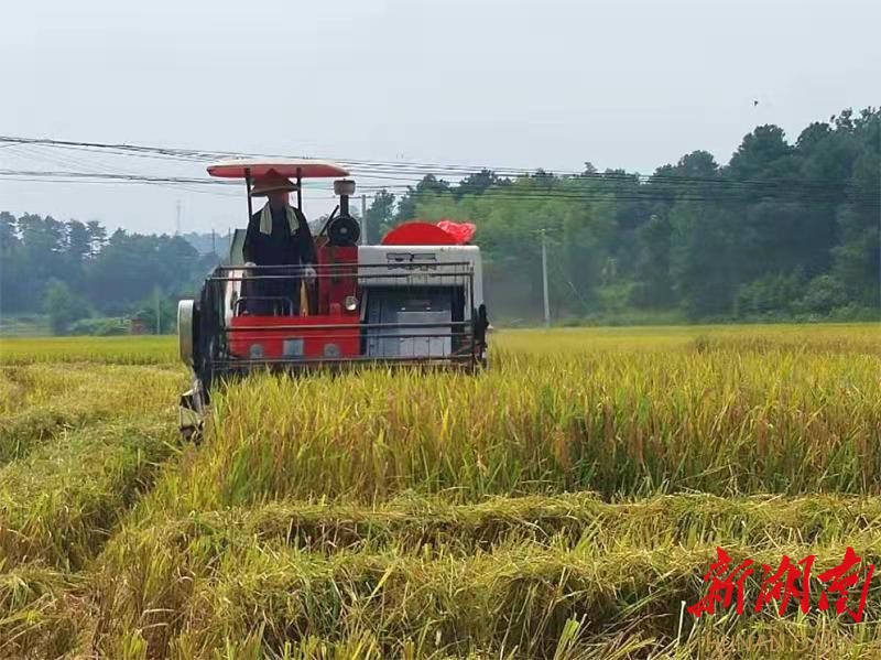 武冈市：机械助秋收 水稻收割机械化程度超90%_邵商网