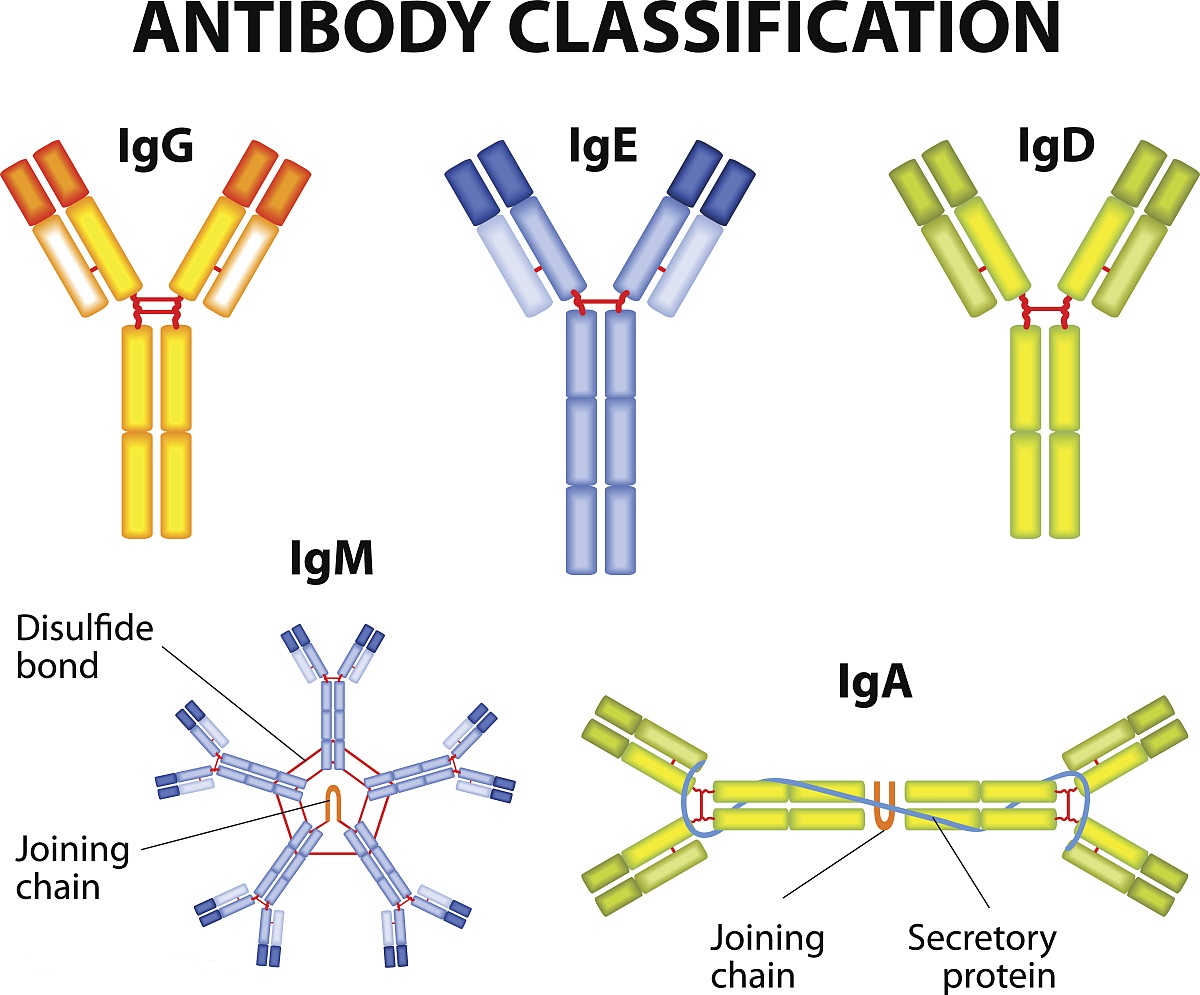 科普小品抗原与抗体