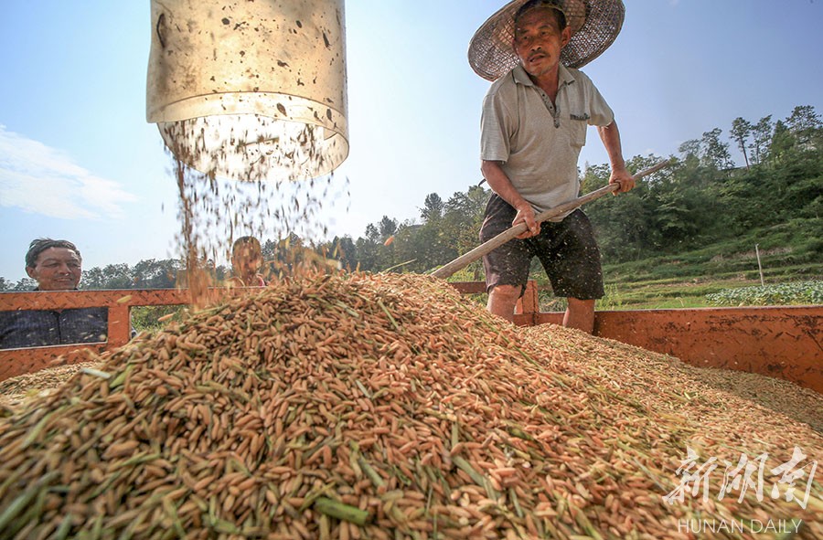 稻种收割忙