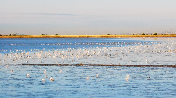 天津滨海：候鸟迁徙栖息滩涂湿地 觅食嬉戏生机勃勃